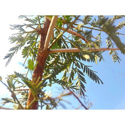 Low angle view of leaves