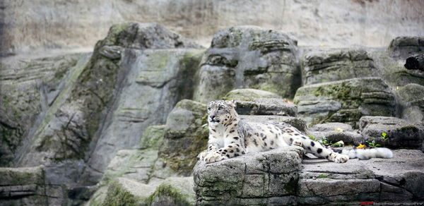 Snow leopard on rock formation