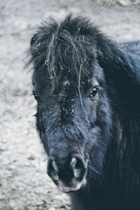 Close-up portrait of shetland pony