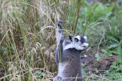Close-up of an animal