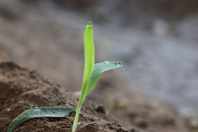 Close-up of small corn plant. water drop on plant leaves 