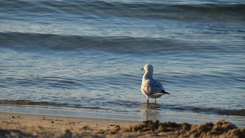 Bird on shore at beach