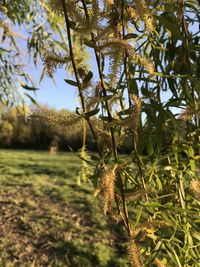 Close-up of tree on field against sky