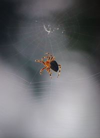 Close-up of spider on wall
