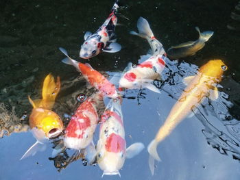 High angle view of koi carps swimming in lake