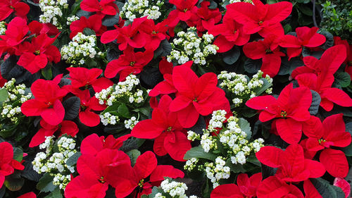 High angle view of red flowering plants