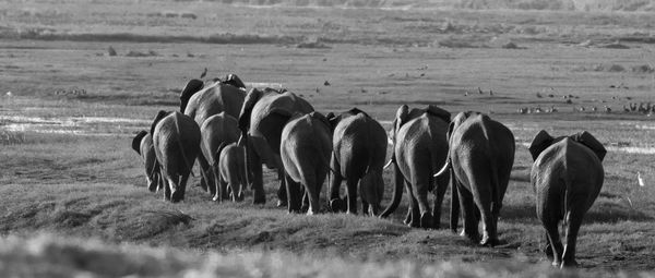 Horses grazing on field