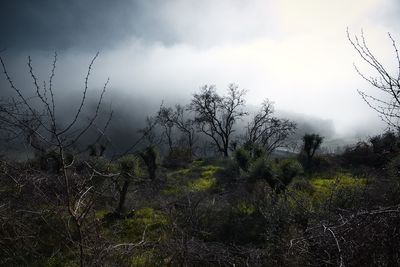 Plants growing on land against sky