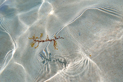 High angle view of starfish on beach