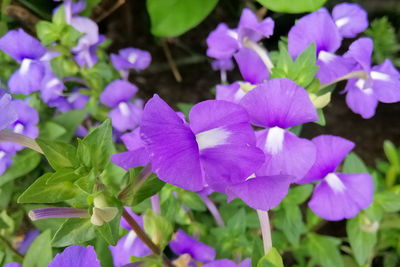 Close-up of purple flowering plants