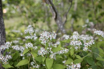 Close-up of white flowering plants