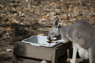 Wallaby feeding at a trough in the autumn season