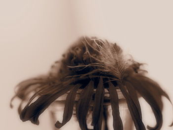 Close-up of feather against white background