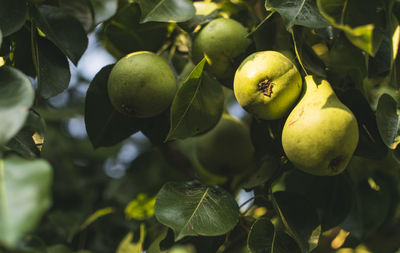 Low angle view of pears growing on tree