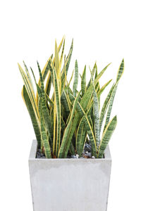 aloe