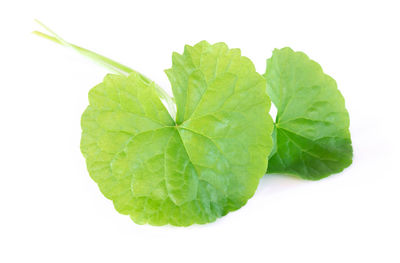 Close-up of fresh green leaves against white background