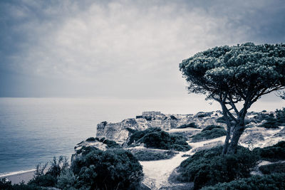 Close-up of tree by sea against sky