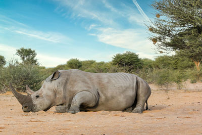 Side view of elephant on field against sky