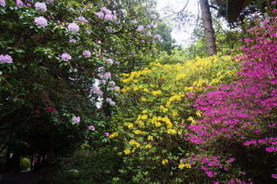 Pink flowers blooming on tree