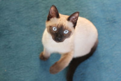 Portrait of cat on floor