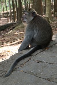 Monkey sitting on land in forest