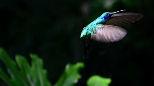 Colibri thalassinus hovering