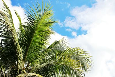 Low angle view of palm trees against blue sky