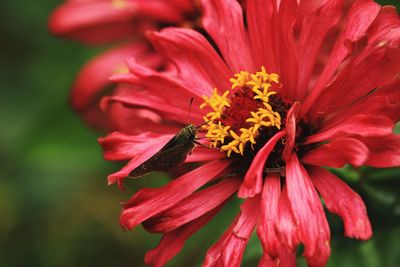 Close-up of red flower