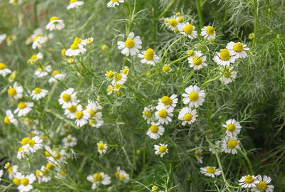 Flowers blooming in field