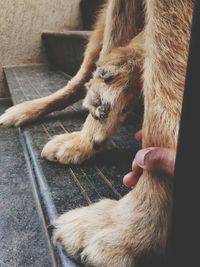 Low section of man with dog