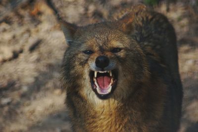 Close-up portrait of wolf growling