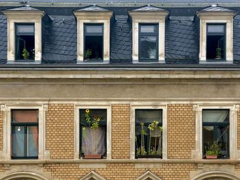 Sunflowers by windows and other exterior of an ancient building on a rainy day in the summer.