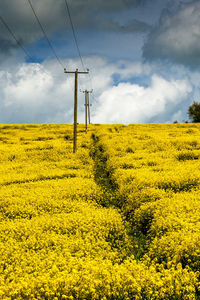 Scenic view of oilseed rape field against sky