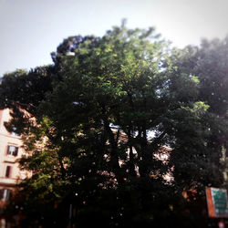 Low angle view of trees