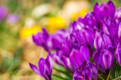 Close-up of purple flowering plants