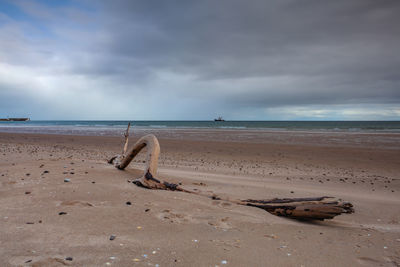 Large dry tree trunk on the beach , montrose, scotland