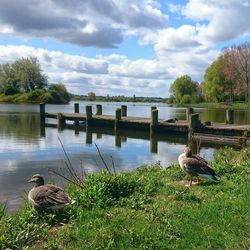 Swan perching on grass by lake against sky