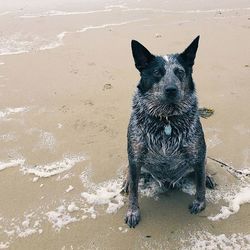 Two dogs on beach