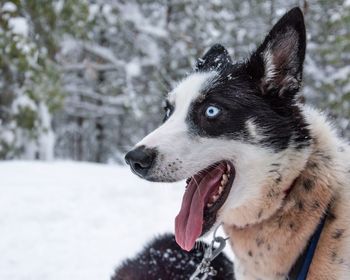 Close-up of dog looking away