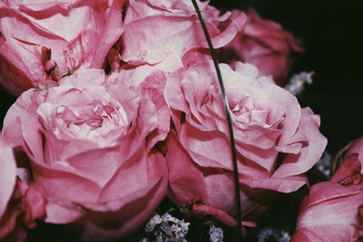 Close-up of pink roses