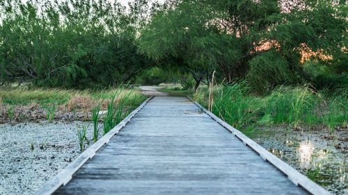 Boardwalk amidst trees