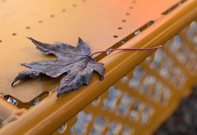 High angle view of dry autumn leaf on metal