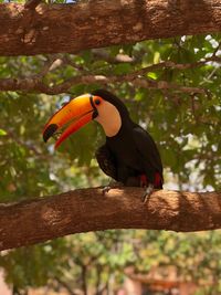 Close-up of bird perching on branch