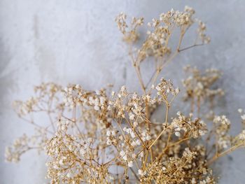 Close-up of white cherry blossoms in spring