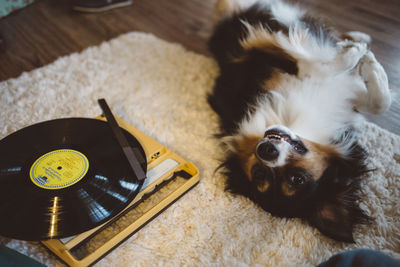 Close-up of dog and turntable