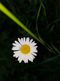 Close-up of white daisy flower