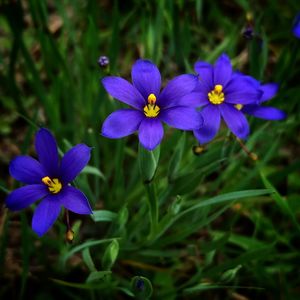 Close-up of sisyrinchium bermudiana flowers blooming on field in park