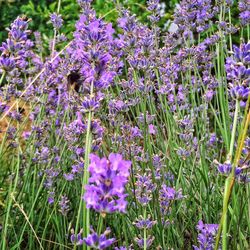 Close-up of purple flowers blooming in field