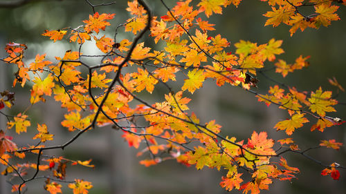 Close-up of maple leaves on tree during autumn