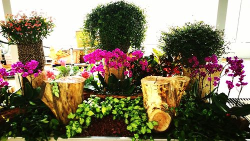 Close-up of potted plants in greenhouse